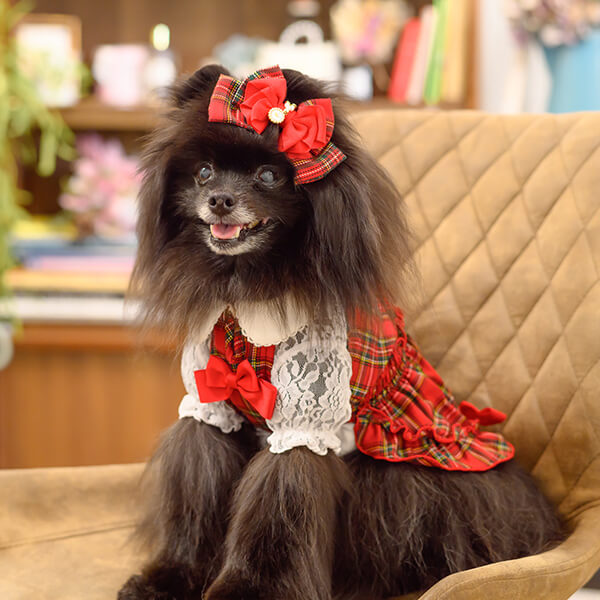 ペットサロン専用業務用アクセサリーの通販ショップ『きゃんナナ』– 卸