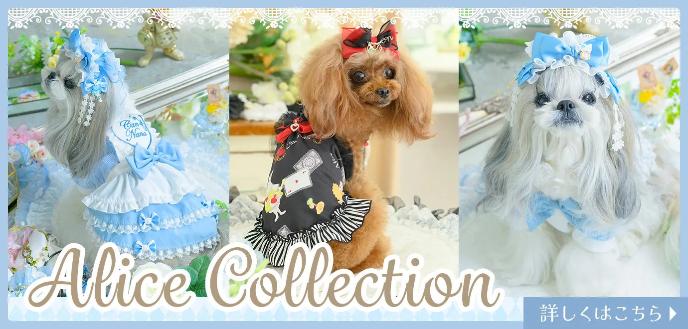 チコリページ イタグレ服 ハンドメイド チコリページ イタグレ服