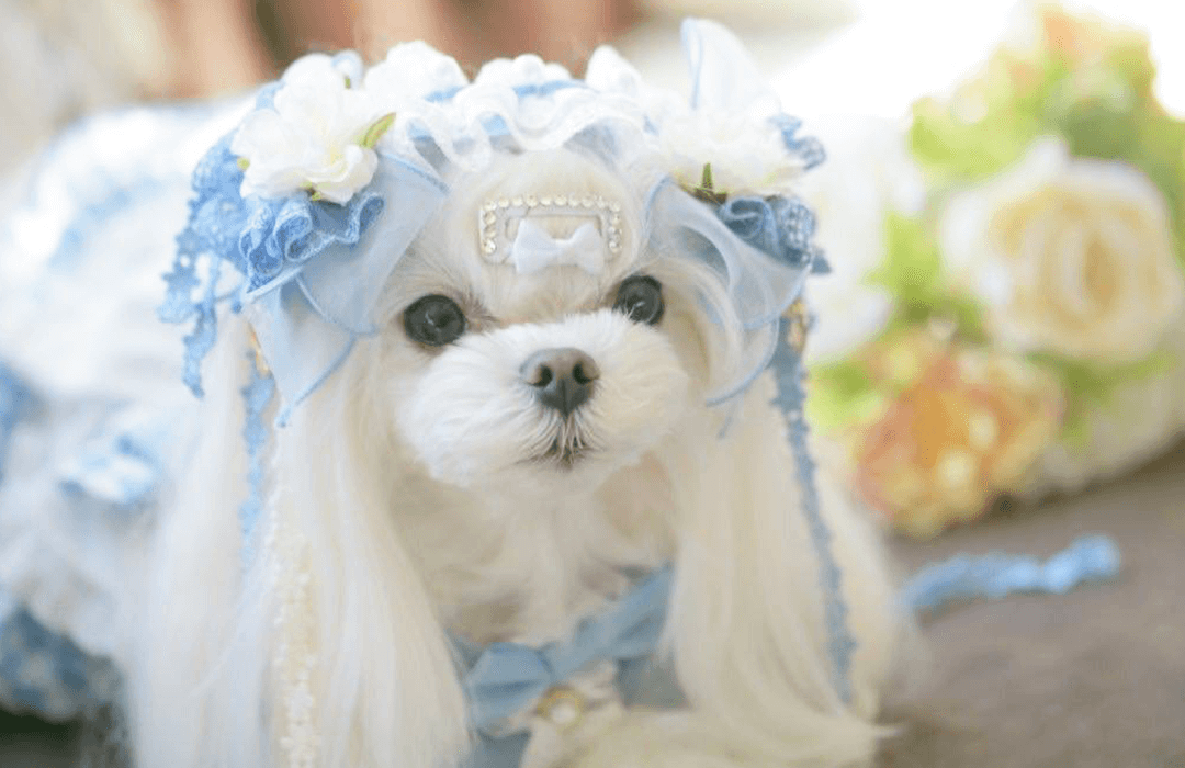 ファンモデル | CanNana（きゃんナナ）