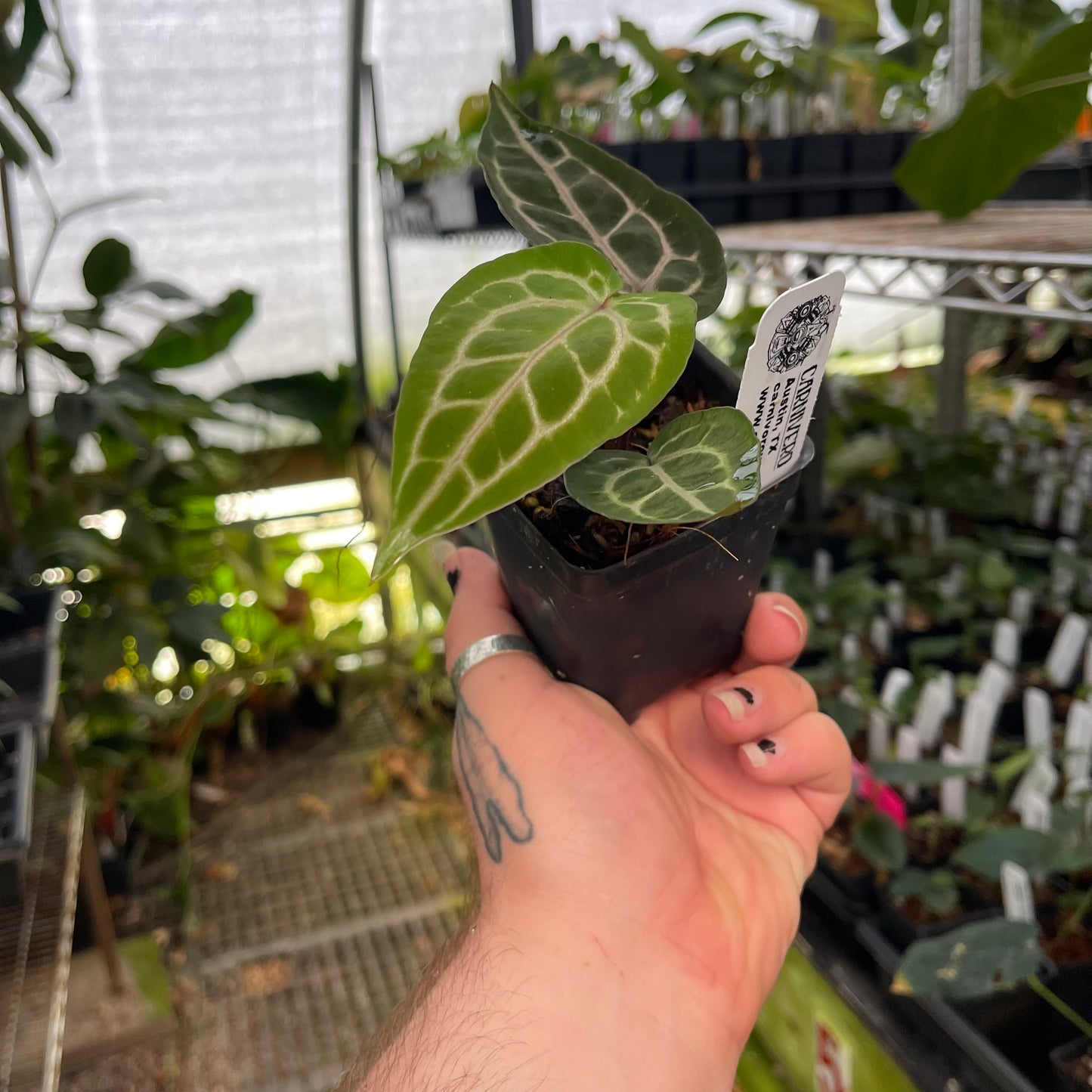 Anthurium (dorayaki x Dreamweaver) x (Zara x Michelle) -purple