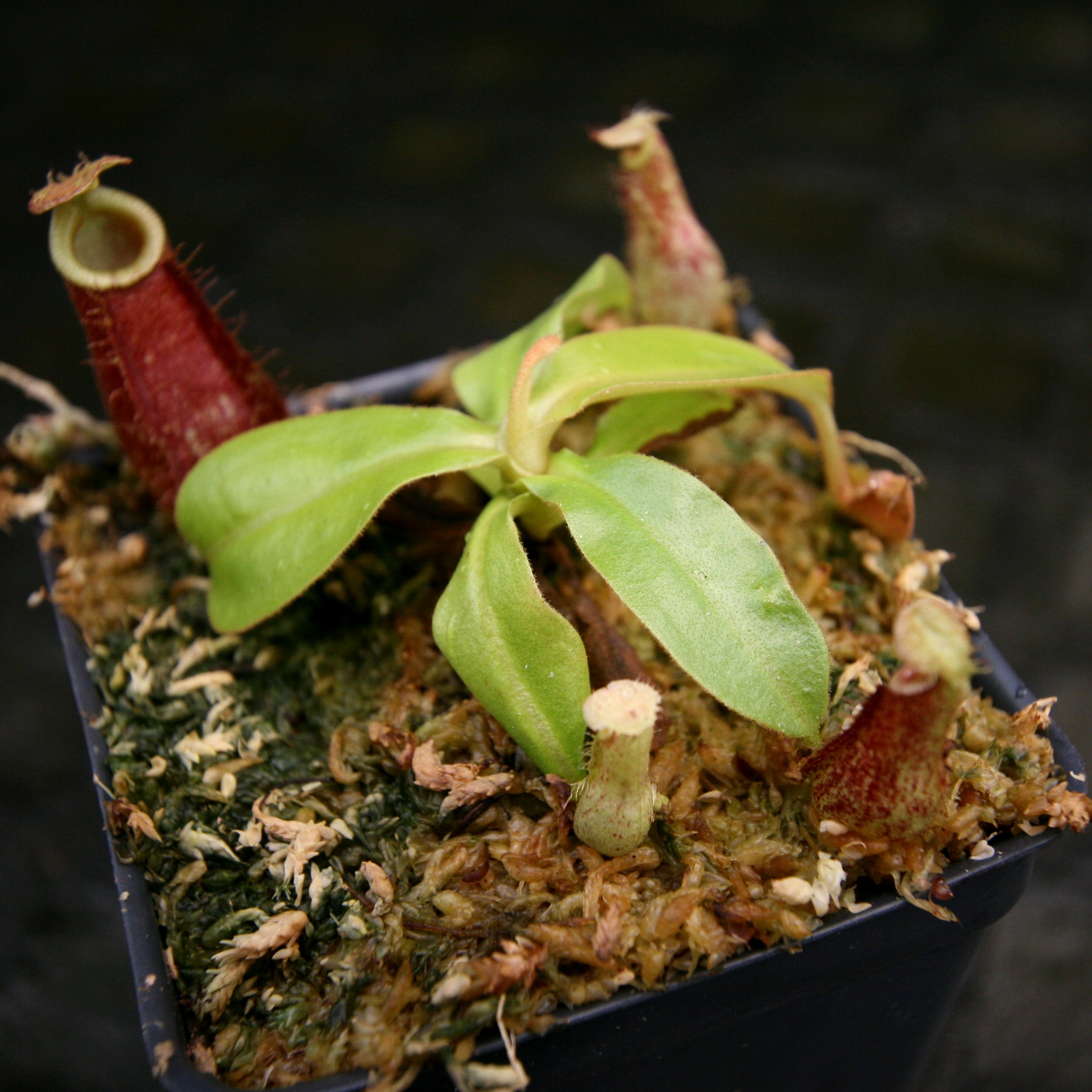 Nepenthes (Viking x rafflesiana) x bicalcarata, CAR-0215 – Carnivero