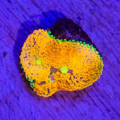 □SALE□30％OFF セレクト・ディスクコーラル フロリダバブル