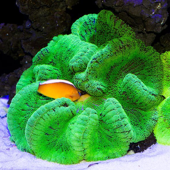 イボハタゴイソギンチャク メタリックグリーン L - 海水魚専門店 ceppo