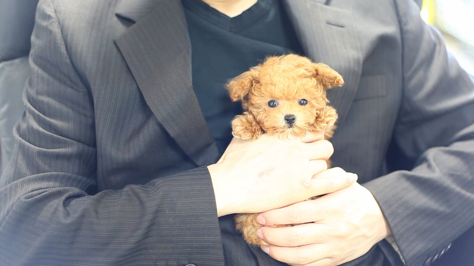 マイクロ・ティーカッププードル｜子犬誕生情報＆ママ犬紹介＆成約実績