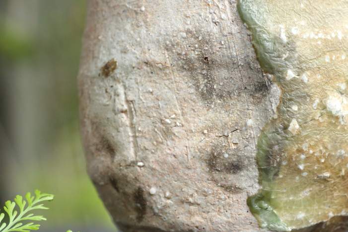 谷本景 伊賀湯呑 未使用 箱付 Yahoo!オークション -「谷本景」の落札