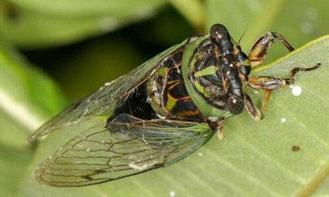 Cicada