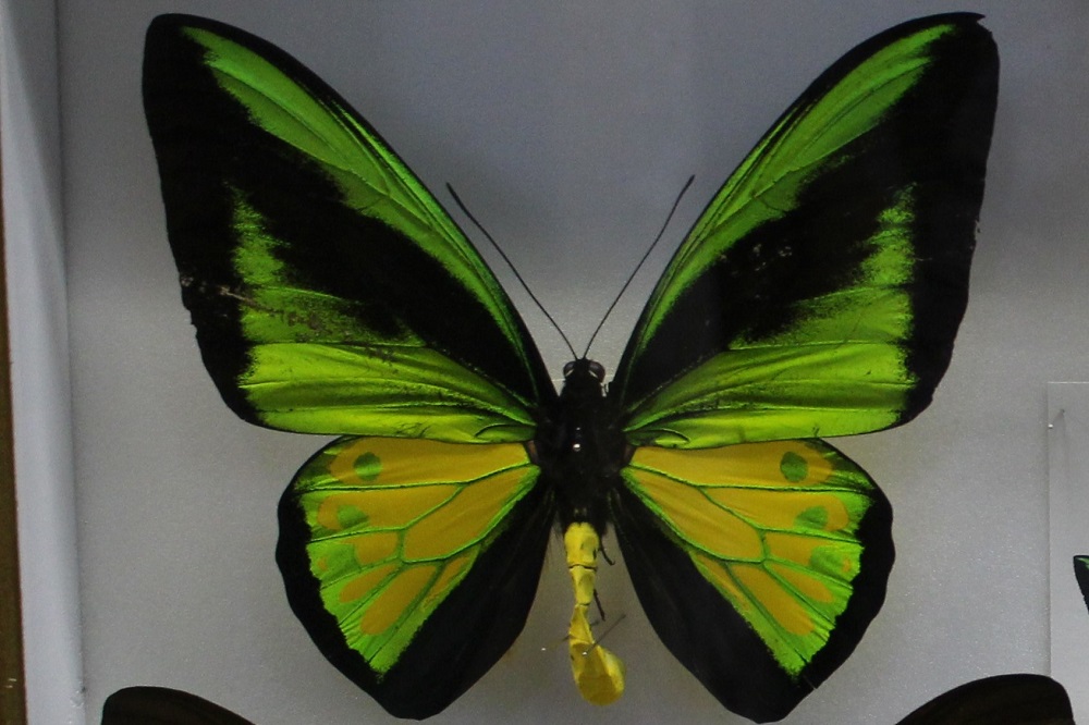 蝶の標本 輝くモルフォの世界(A特A) 蝶の標本 輝くモルフォの