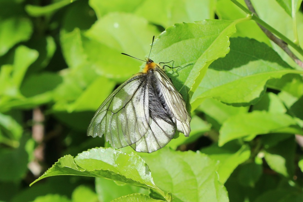 ウスバシロチョウ（ウスバアゲハ）～珍しい？生態写真や見分け方、生息