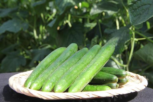ブランドキュウリ「三河みどり」収穫最盛期！／碧南市