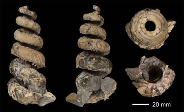 プレスリリース]北海道羽幌町より新種の異常巻きアンモナイトを発見