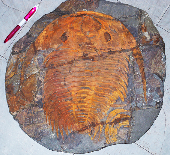 館長コラム 「こんな化石も展示しています」第4回 ー三葉虫その4