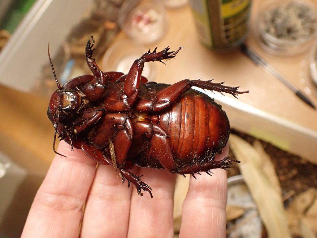 Macropanesthia rhinoceros | ねずみ・害虫・シロアリ駆除ならシー