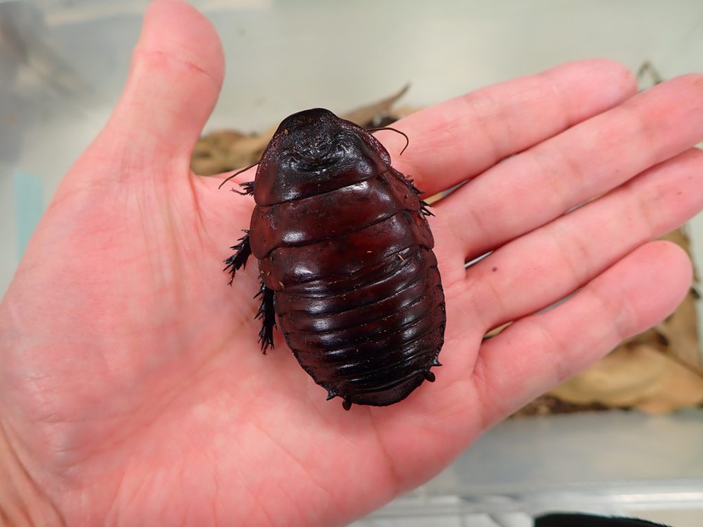 74mm】ヨロイモグラゴキブリ Macropanesthia 昆虫標本 □世界最大級