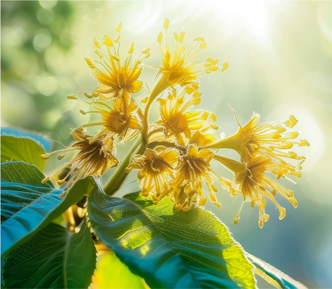 Protective Day Emulsion SPF 25 | Cle de Peau Beauté