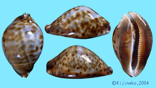 ⑦-1貝標本クロガネダカラ ⑦-1貝標本クロガネダカラ ⑦-1貝標本