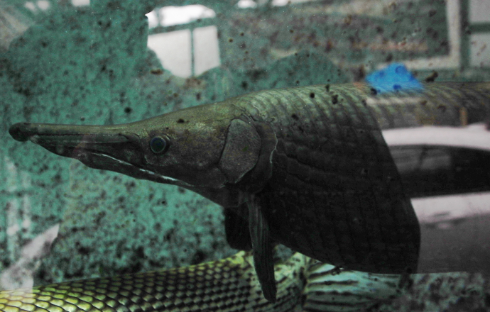 アクアショップ かのう ガーパイク