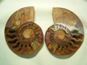 アンモナイト化石の構造