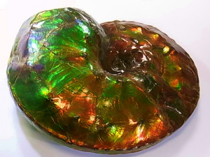 アンモライト原石 アンモライト研究所【化石ジュエリー宝石販売ルーム】