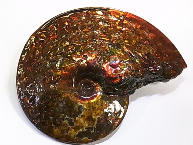 アンモライト原石 アンモライト研究所【化石ジュエリー宝石販売ルーム】