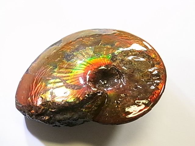 アンモライト原石 アンモライト研究所【化石ジュエリー宝石販売ルーム】