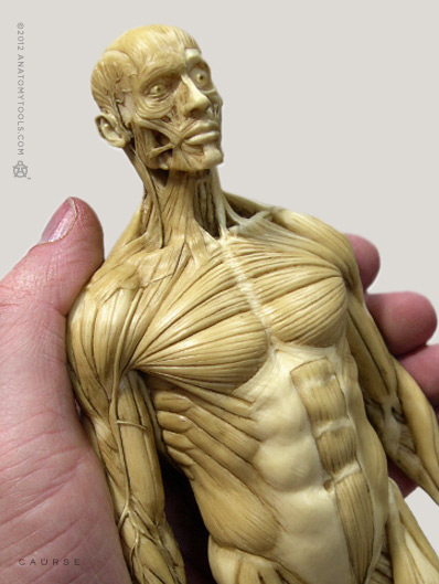 AnatomyTools