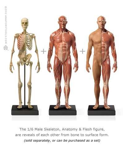 AnatomyTools