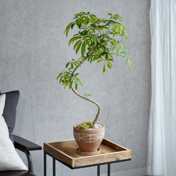 高麗時代 青磁象嵌『蓮花文』 梅瓶 大型飾壺 高さ30.5cm 花器 華道具