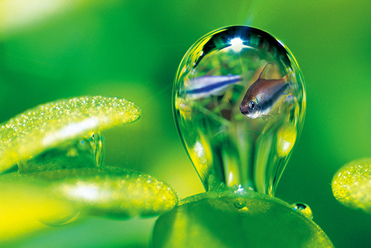 ガーデンスタンド 600 / 900 発売のお知らせ | ADA - NEWS RELEASE