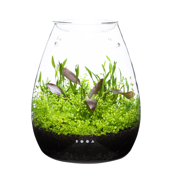 ADA DOOA ガラスポットSHIZUKU DOOA GLASS POT SHIZUKU – Aqua Forest
