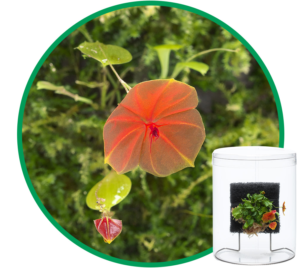 エキノドルス・ホレマニーオレンジ 【公式通販】