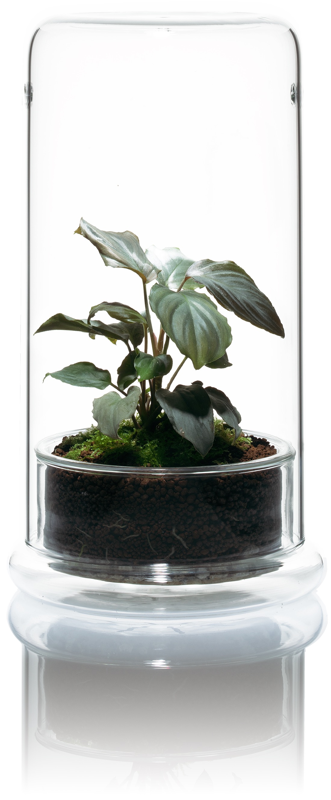 ADA CELL エメラルド 4個セット CELL | DOOA