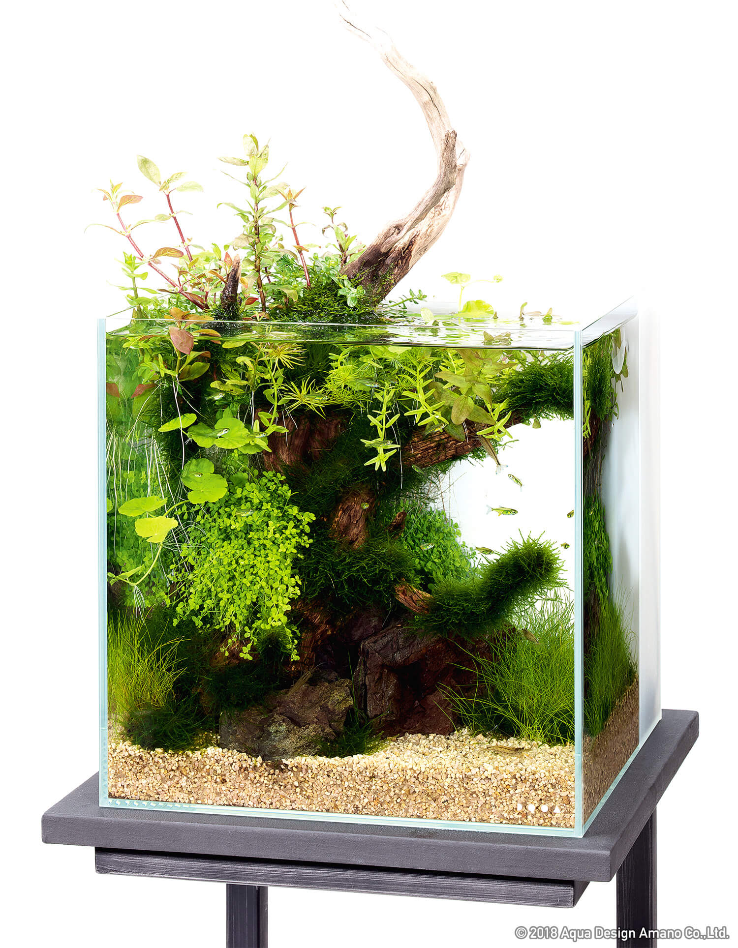 ホーンウッドada アクアリウム流木水草レイアウト水槽