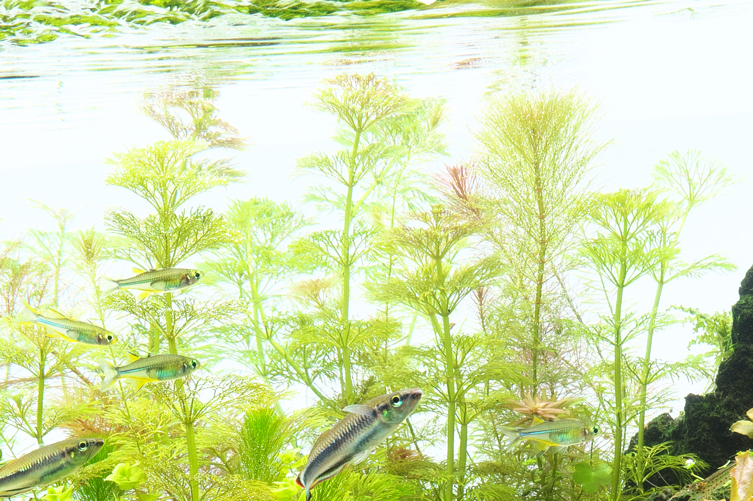 水草育成 ADA NATURE AQUARIUM VUPPA-II 水草育成 ADA VUPPA-2 ADA