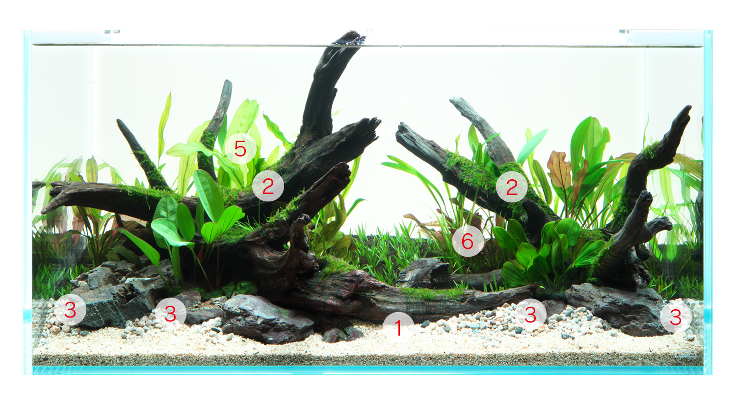 エキゾテラ6060 水槽 レイアウト