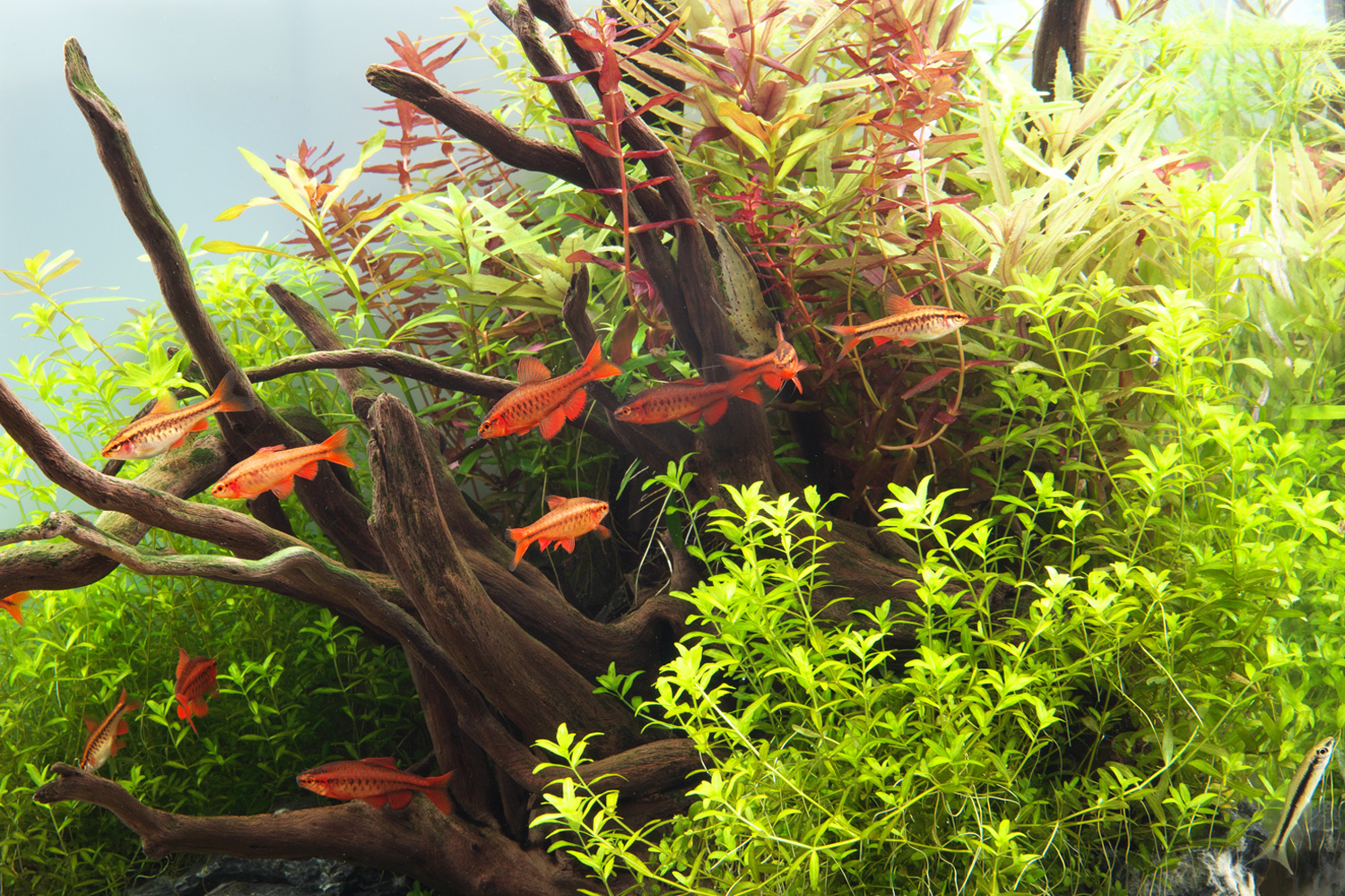 ADA アクアデザインアマノ ソーラー RGB LED 照明システム used ADA