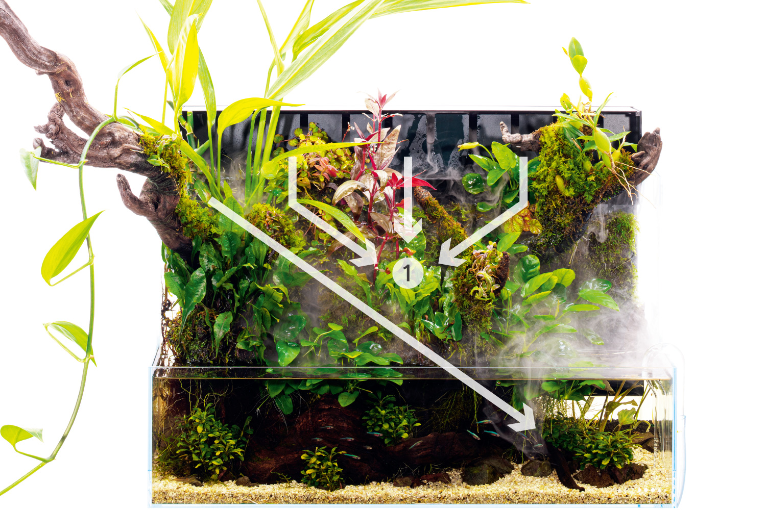 流木 アクアリウム テラリウム ADA ADA Review 「アクアテラリウムの