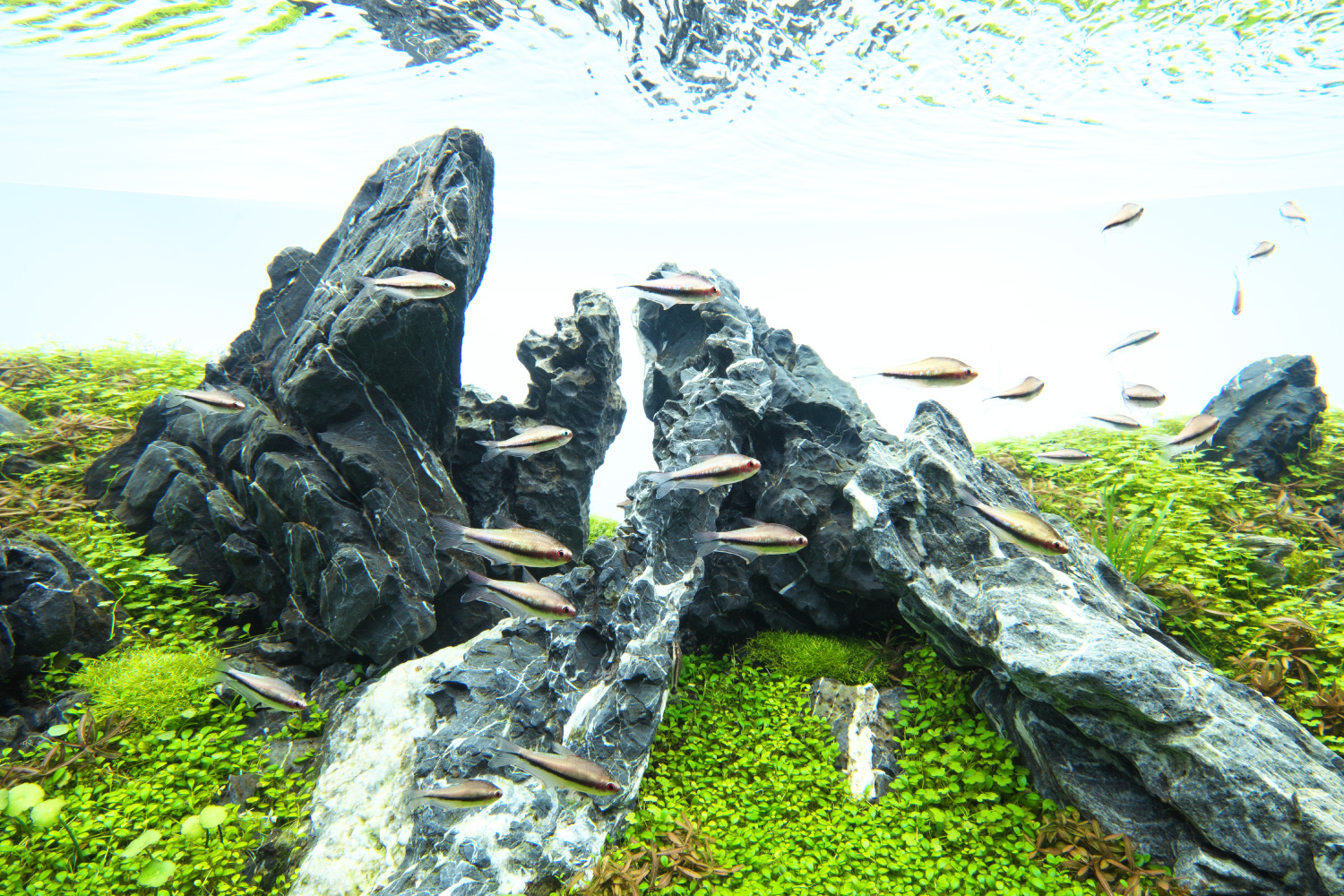 MSS-7012 青龍石レイアウトセット 酸処理済み龍王石 竜王石