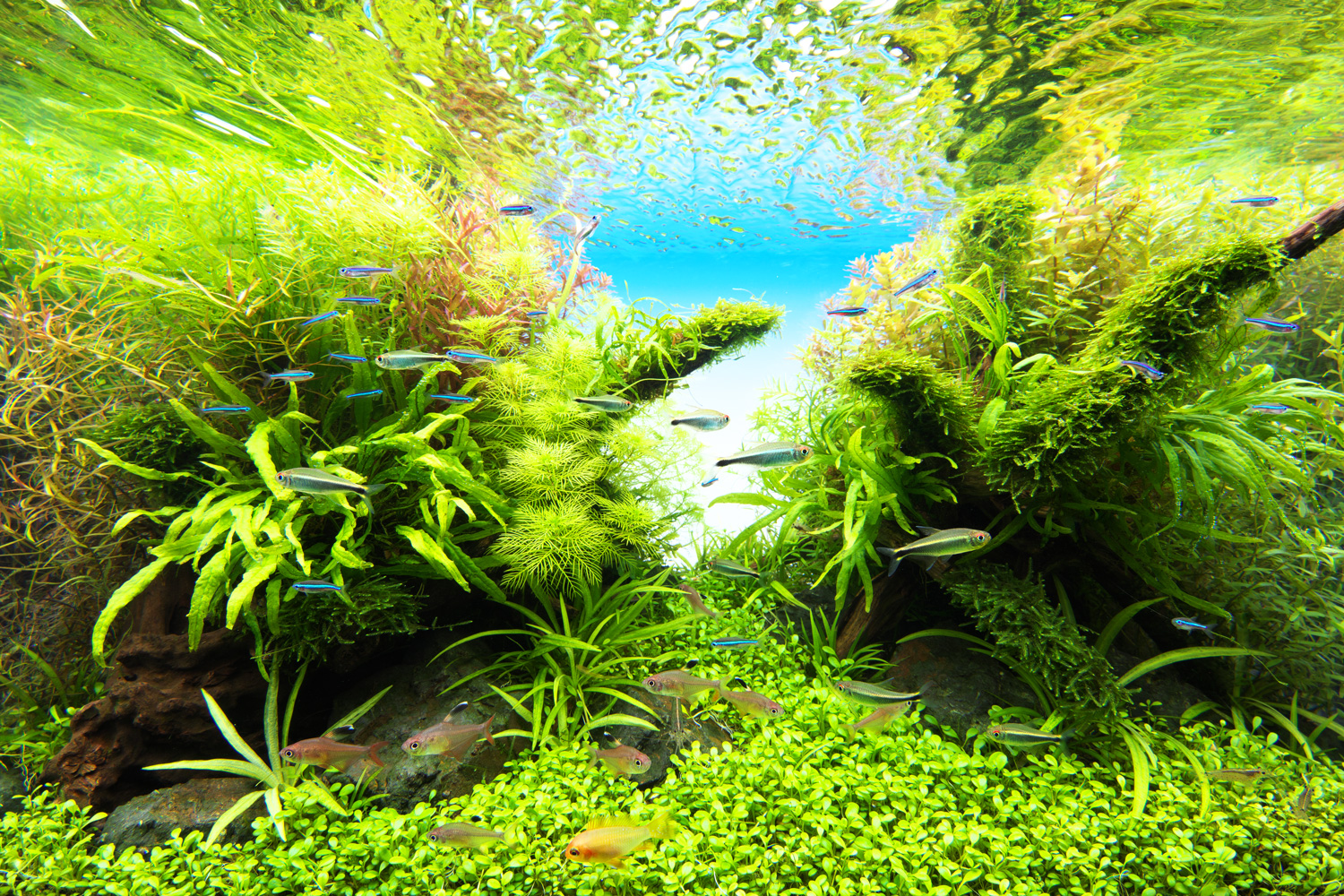 ADA アクアスカイムーン361 ADA アクアスカイ・ムーン 361 Freshwater