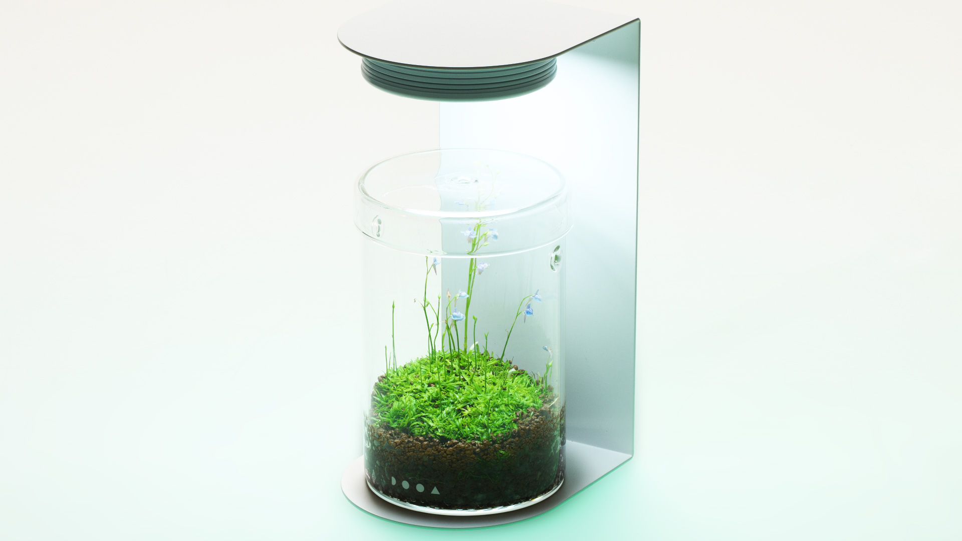 アツ MARU 95 2個 ADA レパンテス・カロディクティオン 。 ADA PLANTS