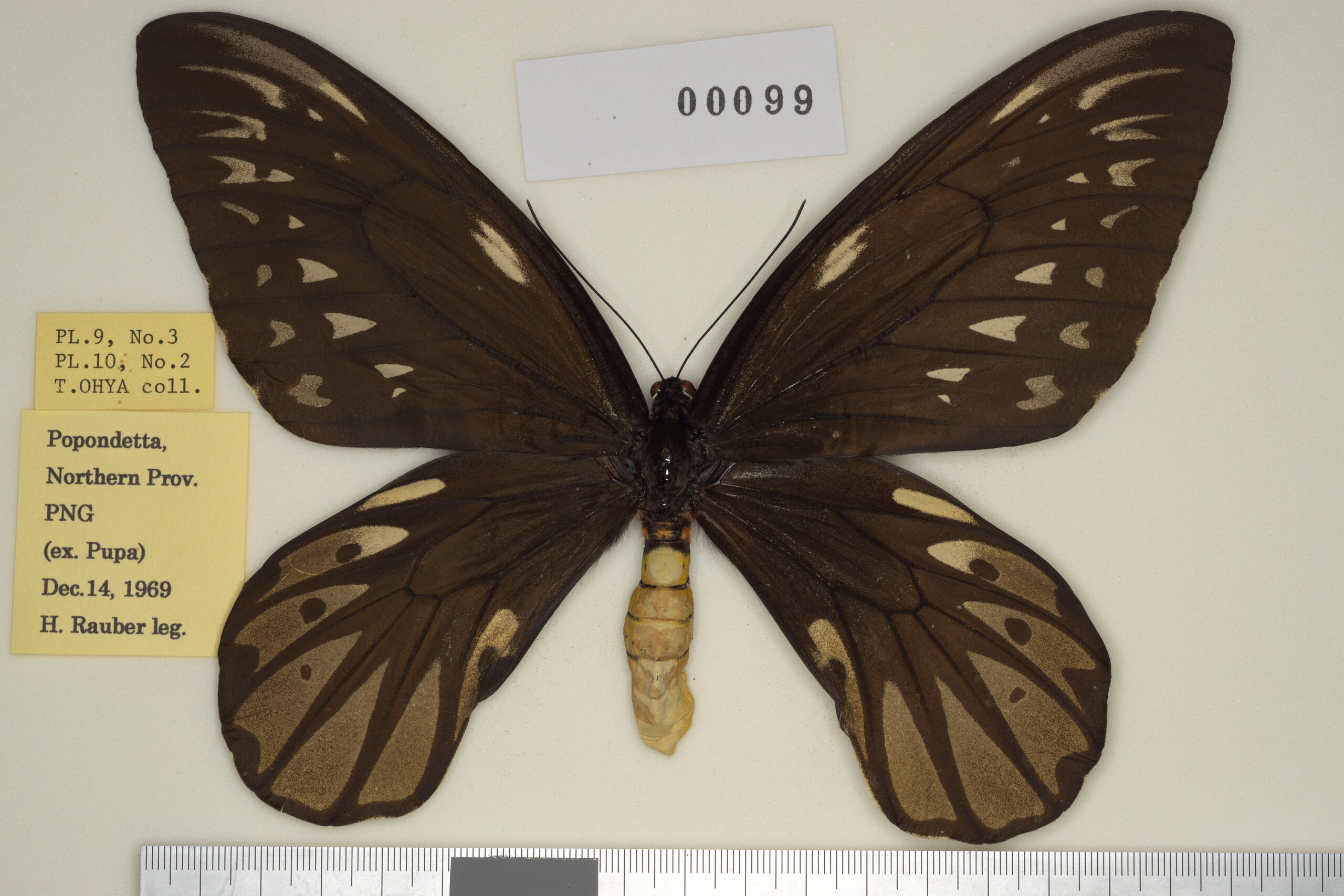 キマエラトリバネアゲハ！標本2 【公式通販】