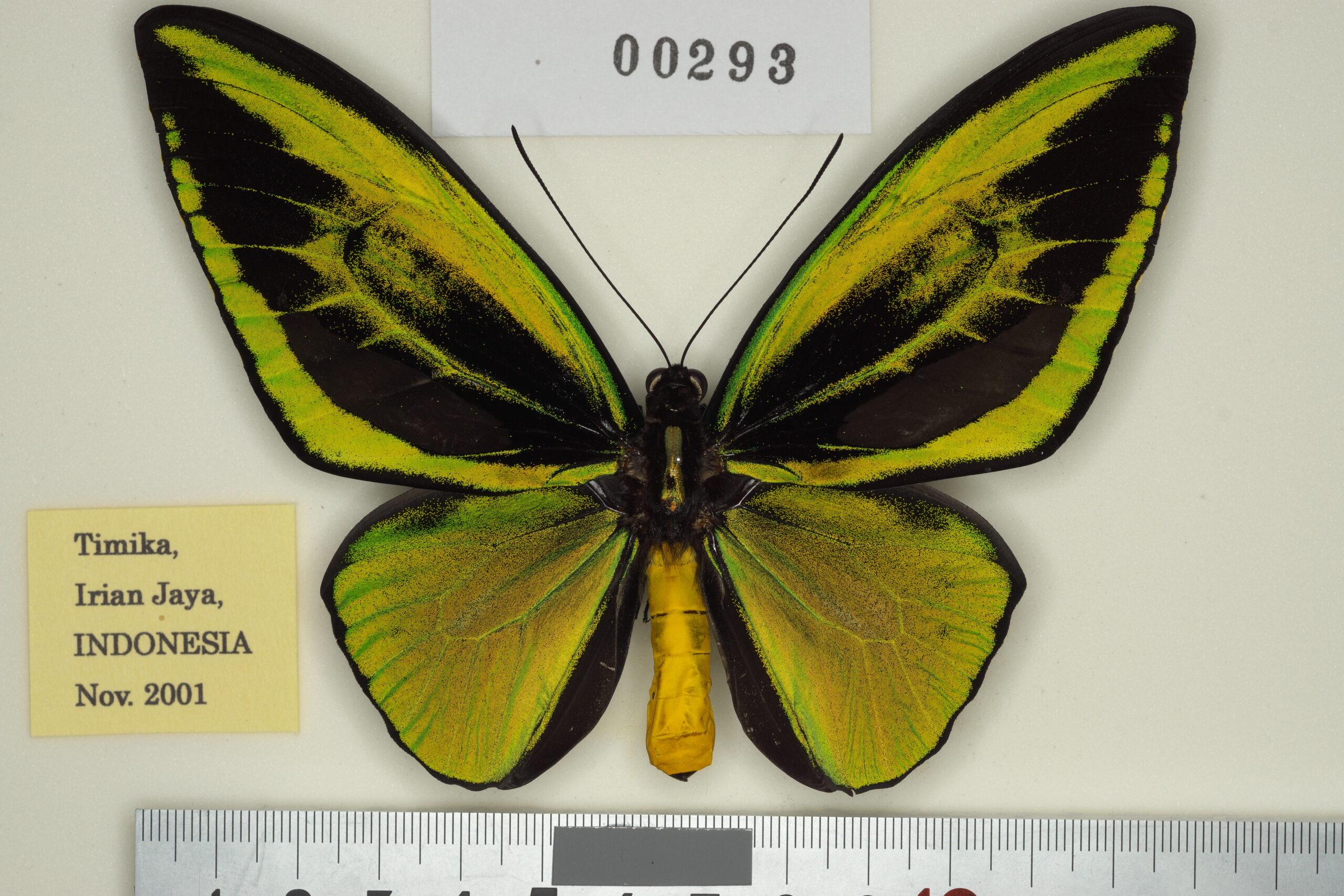 蝶標本 アグリアス・アカルリオビタテハ・アオヘリアカネタテハ