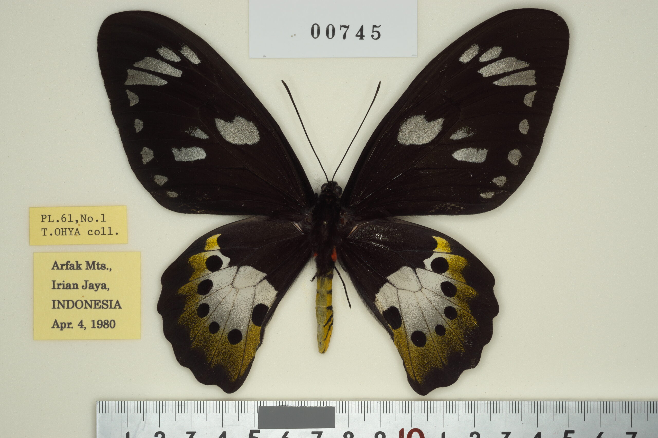 P.phoebus（1メス、アラスカ産） 【公式通販】