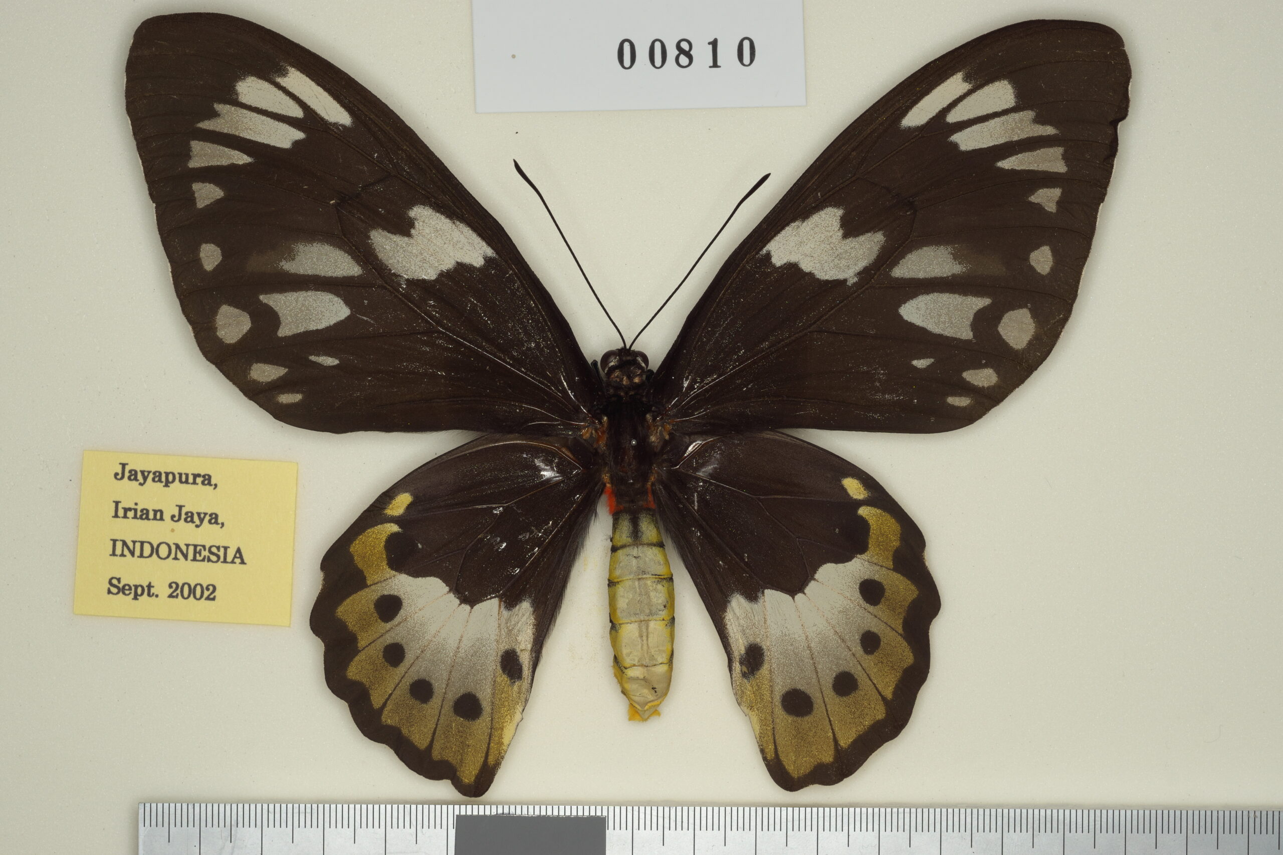 1ペア】ゴライアストリバネアゲハ（パプアニューギニア産） 【公式通販】