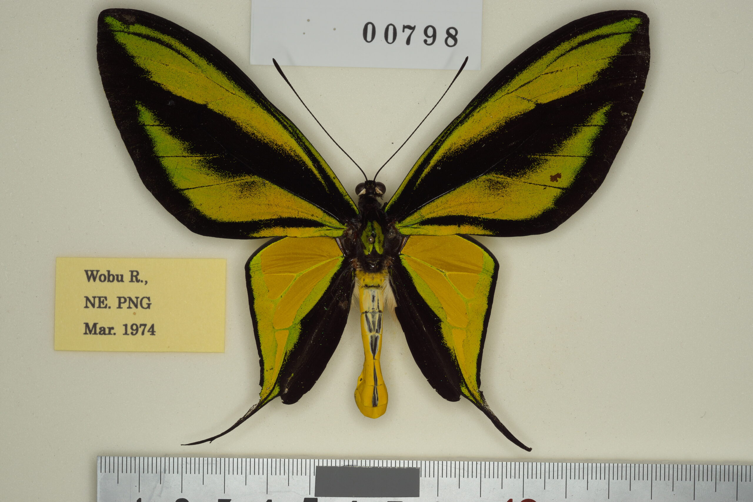 異常型☆オビトリバネアゲハ♂標本☆前翅中室黒状帯抉られ型☆深緑色