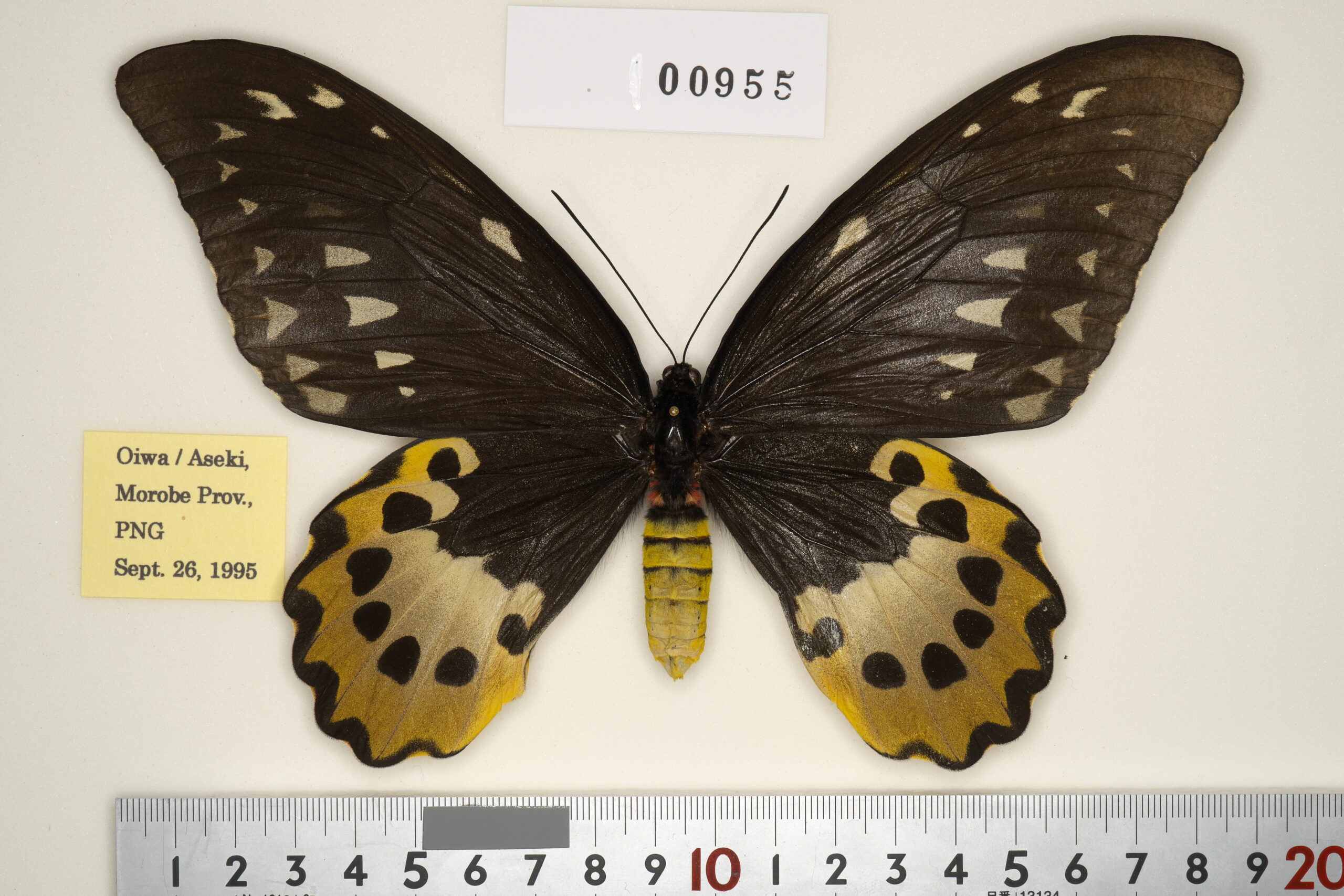 ゴライアス・トリバネアゲハ（1メス・パプアニューギニア産） 【公式通販】