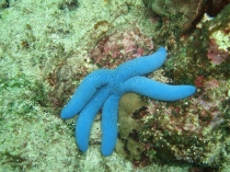 アオヒトデ｜生物 ｜粟国アーカイブス