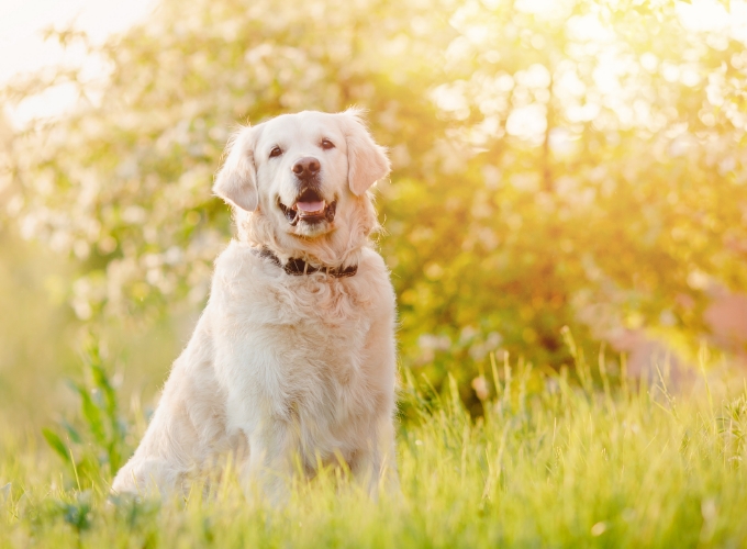 スーパーオリマックスのラクラク定期便 | 犬猫用スーパーオリマックス 30粒