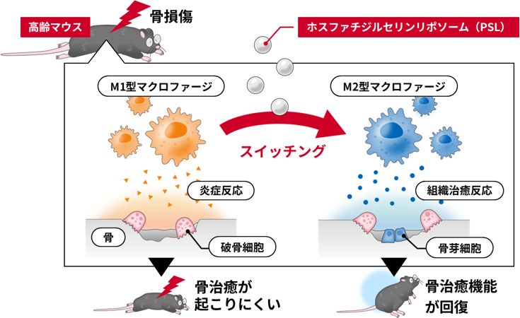 産総研：加齢で衰えた骨治癒機能を回復