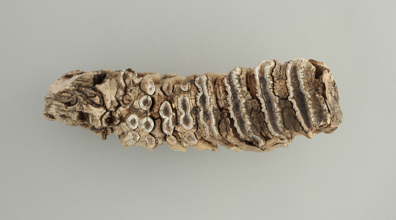 アキハクコレクション 秋田県立博物館