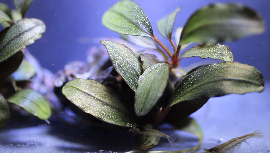 ブセファランドラspゴーストカリマンタン 群生株 大株 分岐株 5株あり